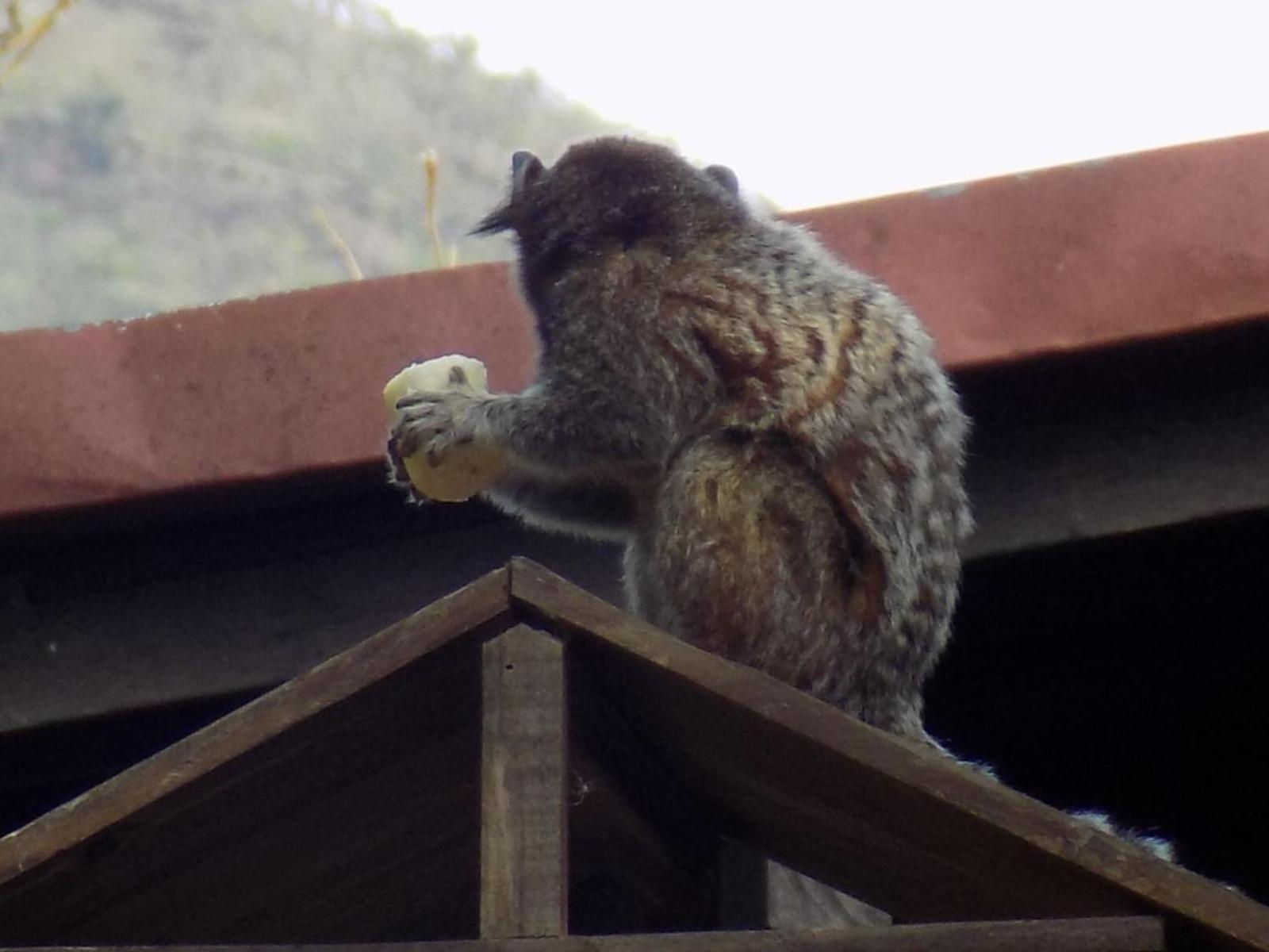 Pousada Fenix Pirenopolis Luaran gambar