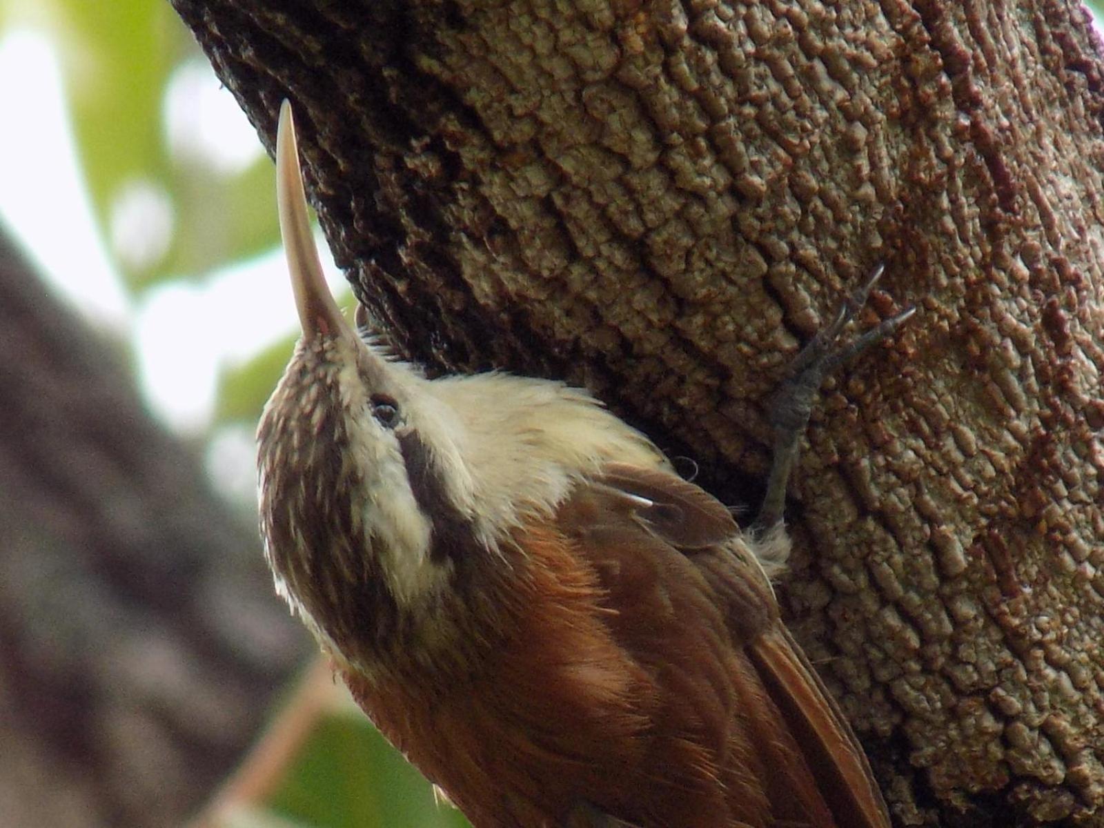Pousada Fenix Pirenopolis Luaran gambar