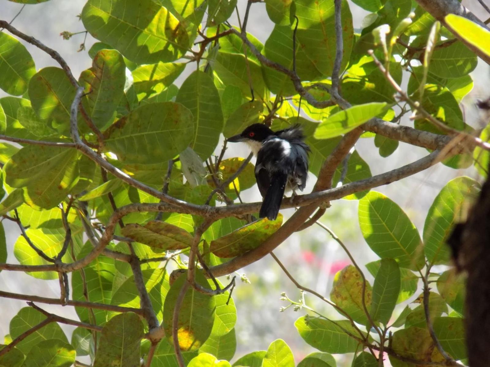 Pousada Fenix Pirenopolis Luaran gambar