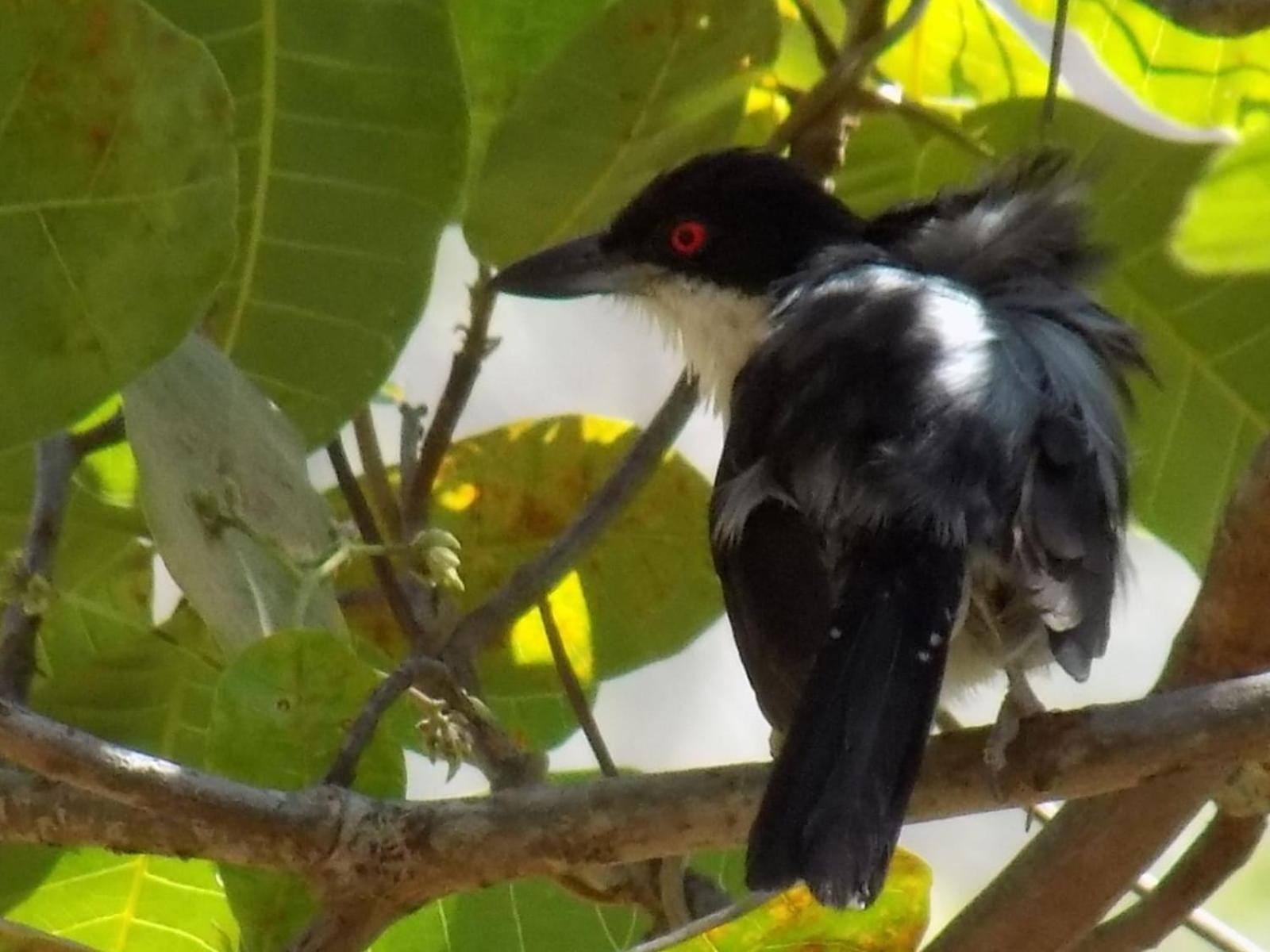 Pousada Fenix Pirenopolis Luaran gambar