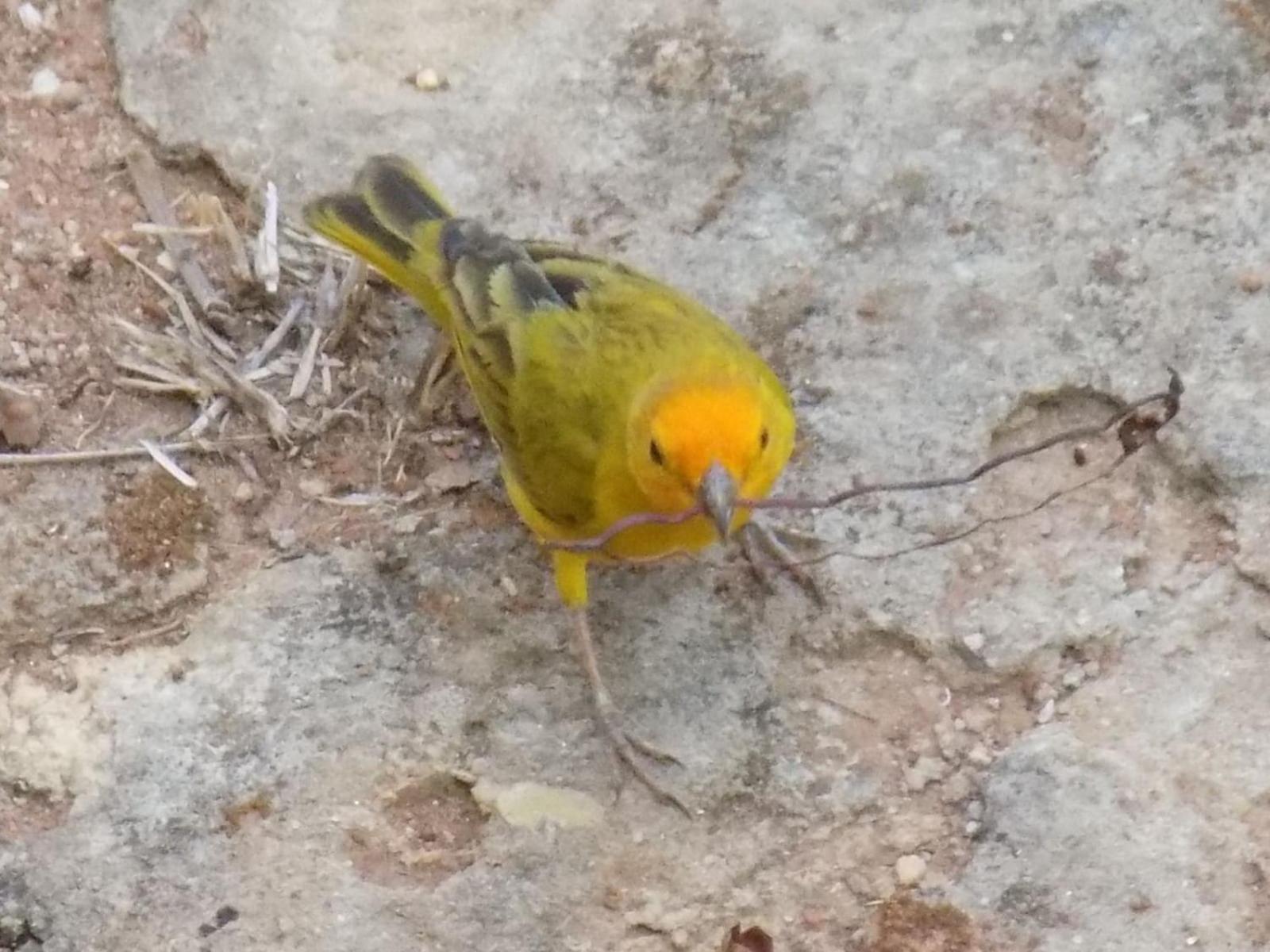 Pousada Fenix Pirenopolis Luaran gambar
