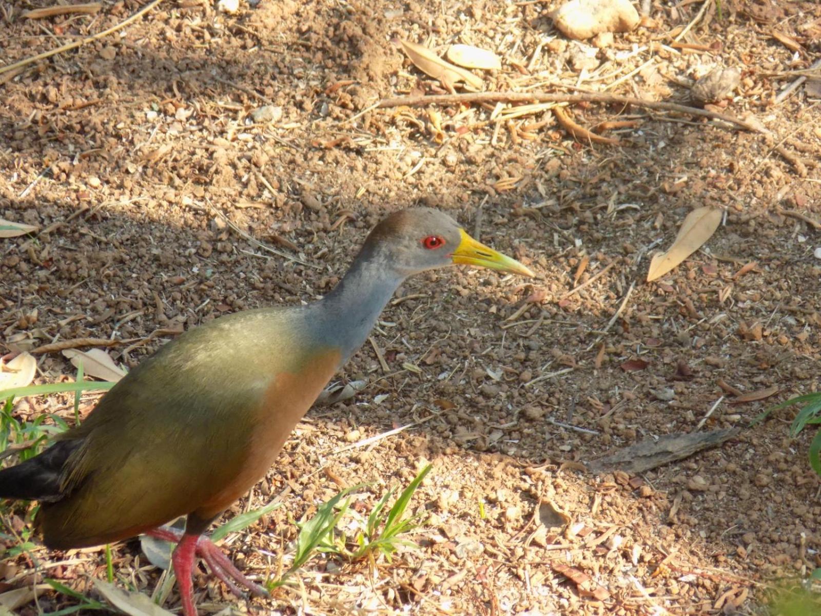 Pousada Fenix Pirenopolis Luaran gambar